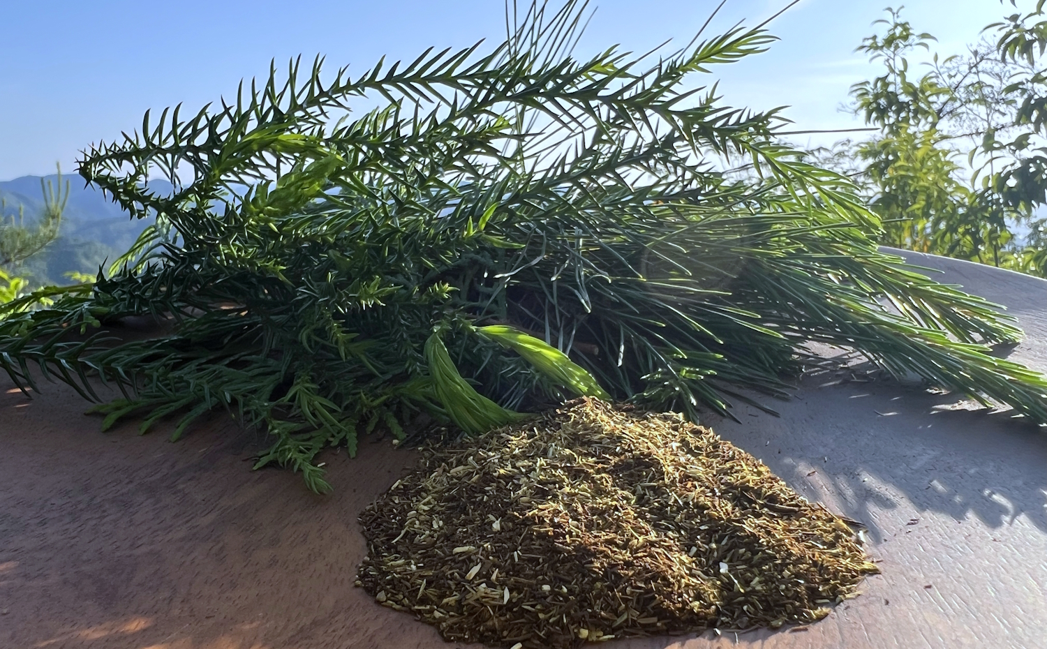 山の朝茶